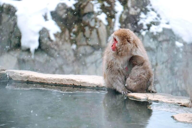 nagano-snow-monkeys-zenko-ji-tomyo-lantern-festival-tour