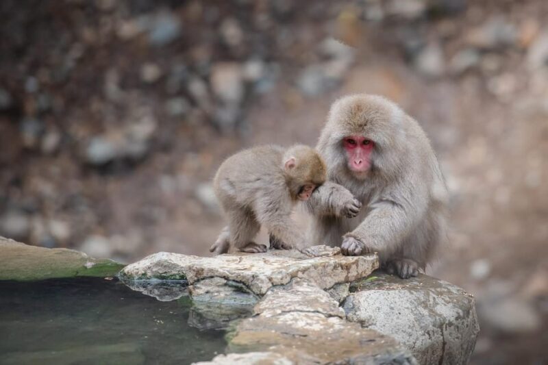 Nagano: Snow Monkeys, Zenkoji Temple & Sake Day Trip - Key Points