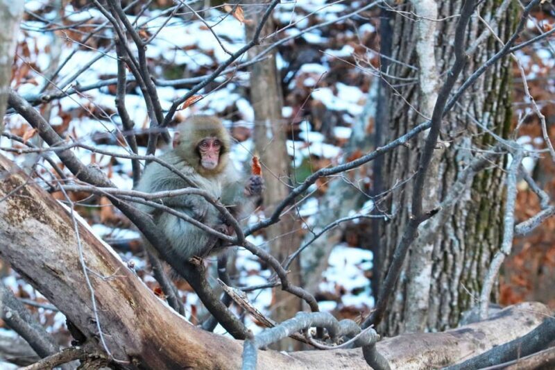 Nagano: Snow Monkeys, Zenkoji Temple & Sake Day Trip - Frequently Asked Questions