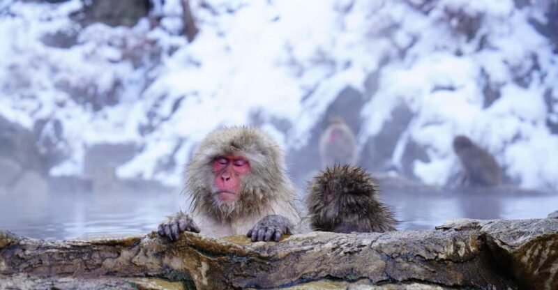 Nagano: Snow Monkeys, Zenkoji Temple & Sake Day Trip - Final Thoughts