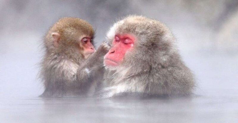 nagano-snow-monkeys-zenkoji-temple-sake-day-trip