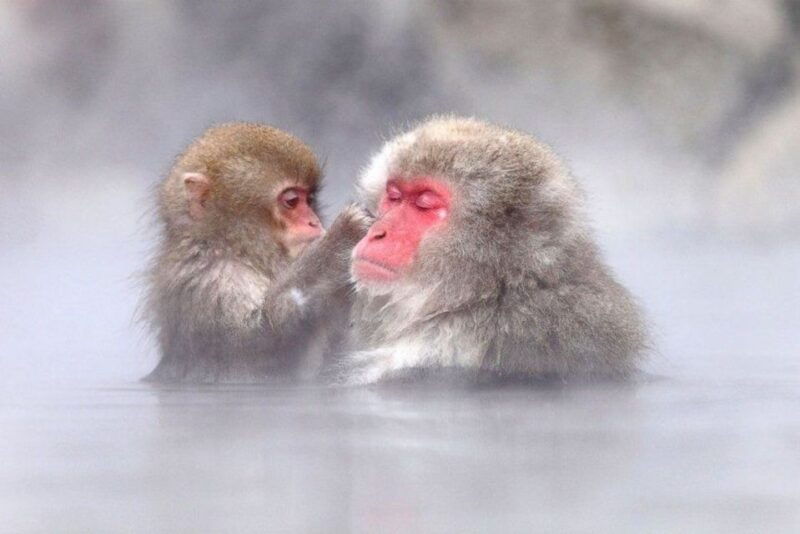 nagano-snow-monkeys-zenkoji-temple-sake-day-trip