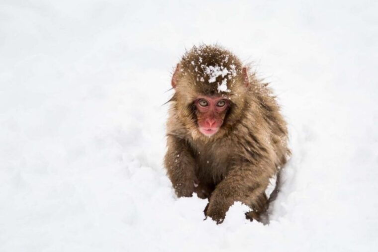 nagano-snow-monkeys-zenkoji-temple-sake-day-trip