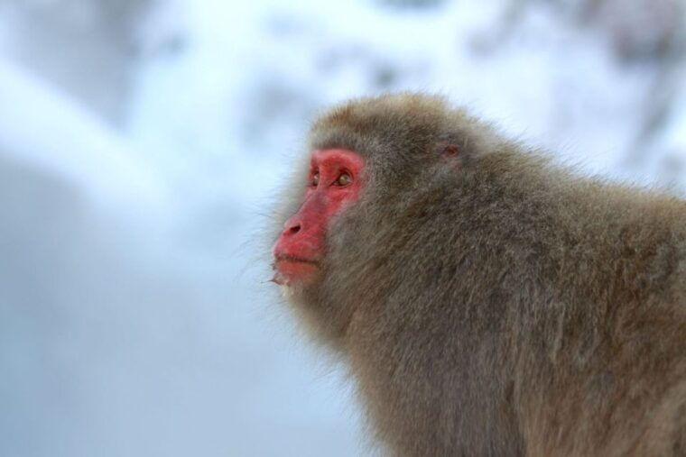 nagano-snow-monkeys-zenkoji-temple-sake-day-trip