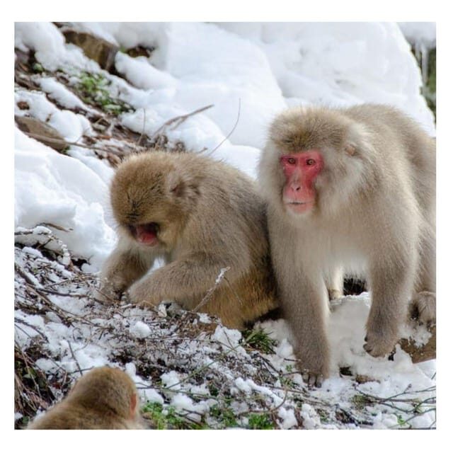 Nagano/Tokyo: Snow Monkey and Zenkoji Temple Private Tour - Who Will Benefit Most from This Tour?