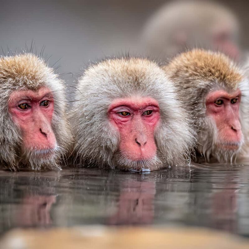 Nagano & Tokyo: Snow Monkey Park Private Tour Customizable - FAQ