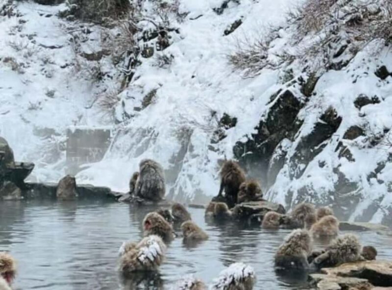 Nagano & Tokyo: Snow Monkey Private Customizable Day Tour - The Itinerary Breakdown