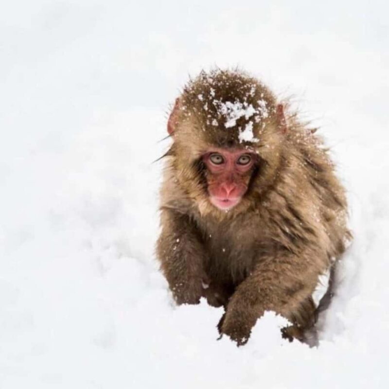 Nagano & Tokyo: Snow Monkey Private Customizable Day Tour - The Sum Up