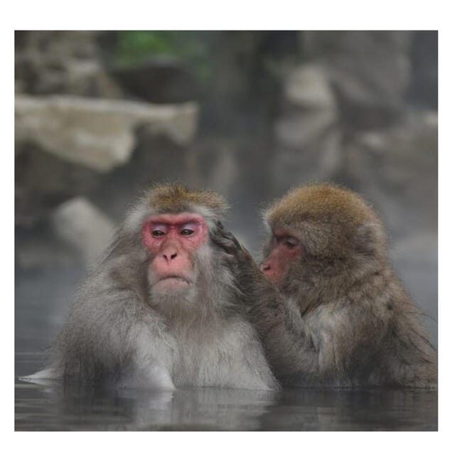 Nagano/Tokyo: Snow Monkey Private Day Tour At Lowest Rate - FAQs