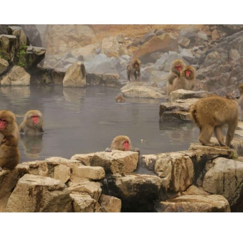 Nagano/ Tokyo: Snow Monkey Private Day Tour Fully Customised - The Comfort and Convenience of Luxury Transportation
