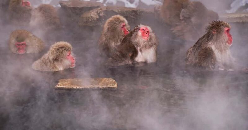 Nagano/ Tokyo: Snow Monkey Private Day Tour Fully Customised - Yamanouchi: Scenic Wrap-up