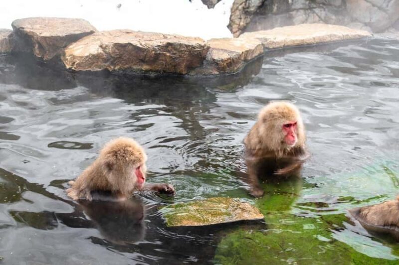 Nagano Tokyo: Snow Monkey Private Day Tour Hotel Pick & Drop - FAQs