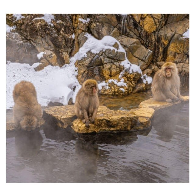Nagano Tokyo: Snow Monkey Private Day Tour Hotel Pick & Drop - The Itinerary: What You Can Expect from This Day in Nagano