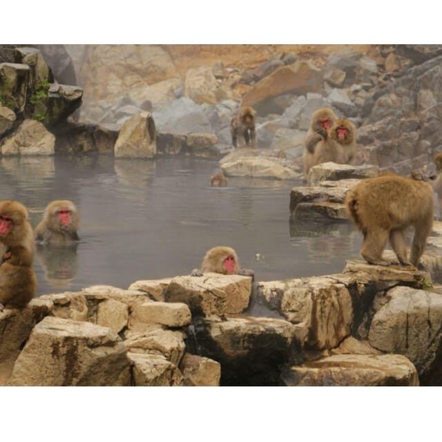 Nagano Tokyo: Snow Monkey Private Day Tour Hotel Pick & Drop - Who This Tour Is Best For