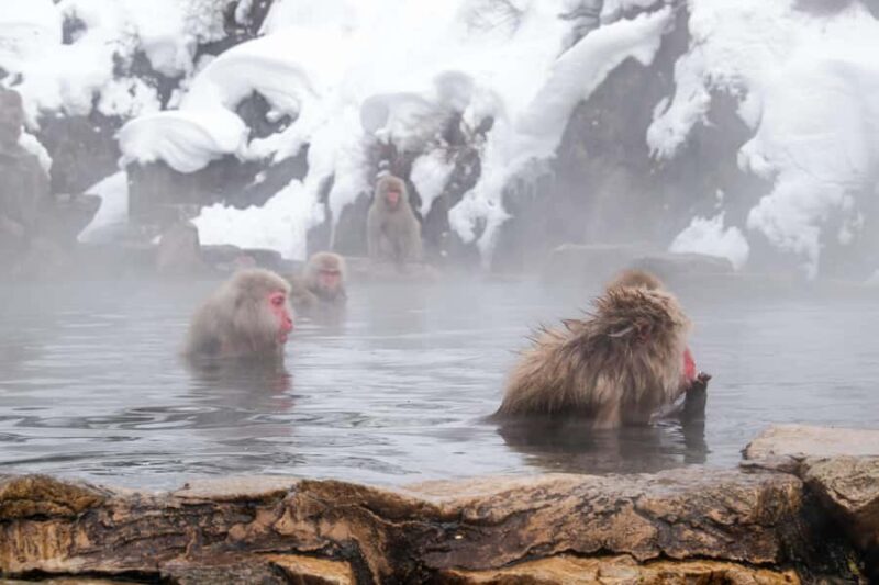 Nagano: Zenkoji Temple, Snow Monkeys, and Obuse Tour - FAQ