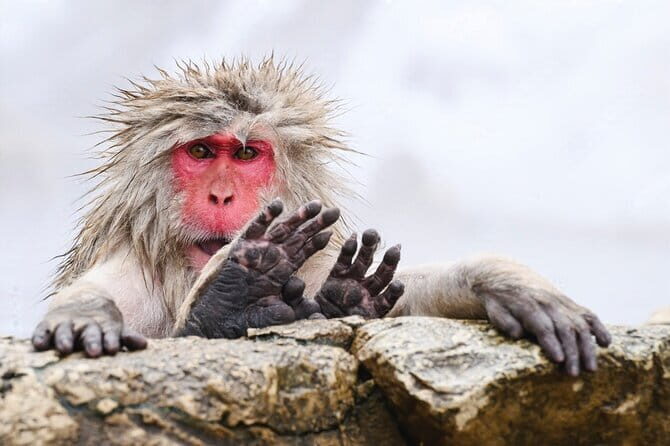 Naganos Snow Monkeys and Sake Tasting Day Tour - An In-depth Look at the Tour Highlights