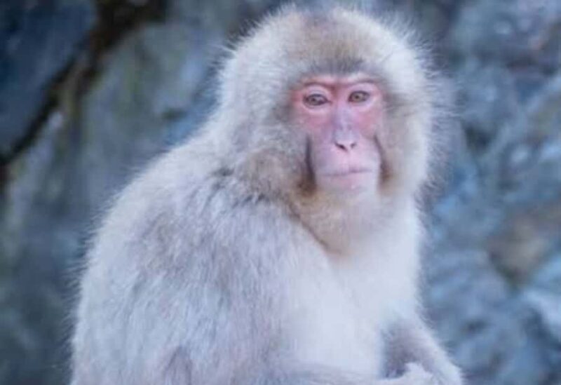 Nagano:Snow Monkey Park Private Customizable Tour With Guide - Key Points