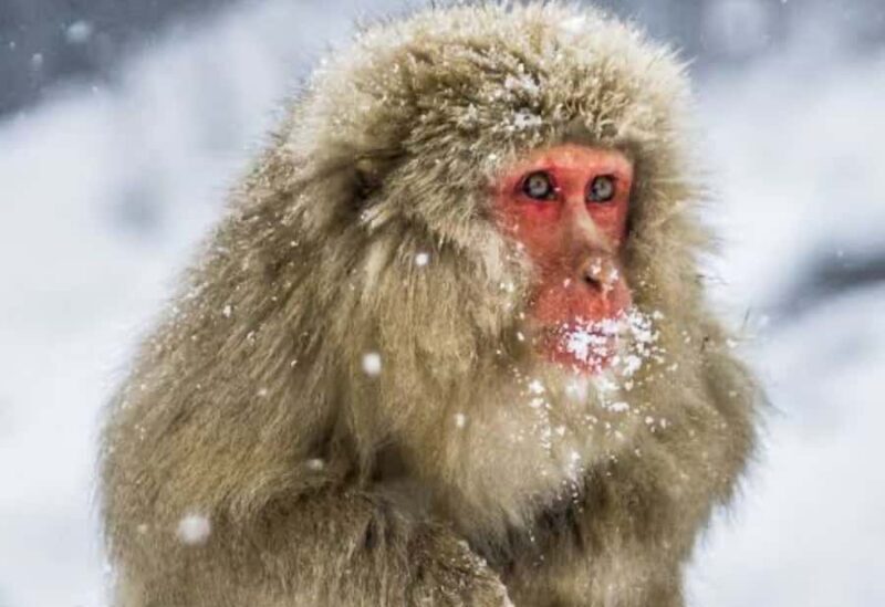 Nagano:Snow Monkey Park Private Customizable Tour With Guide - Exploring Japan’s Snow Monkey Wonderland