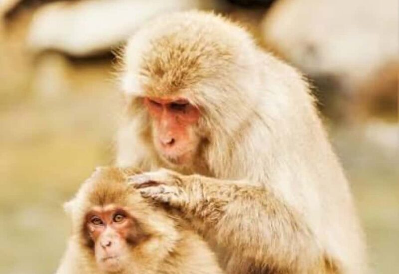Nagano:Snow Monkey Park Private Customizable Tour With Guide - Weighing the Value