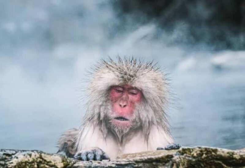 Nagano:Snow Monkey Park Private Customizable Tour With Guide - The Sum Up