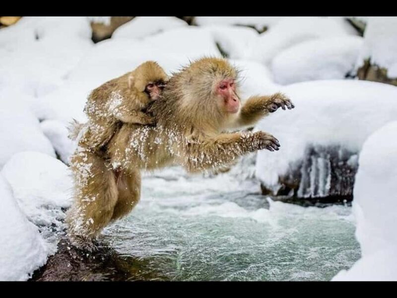 Nagano:Snow Monkeys & Zenko-ji Temple Scenic Whole Day Tour - Who Should Consider This Tour?