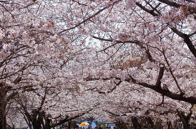 Nagasaki Cherry Blossom Hanami Tradition Experience - Key Points