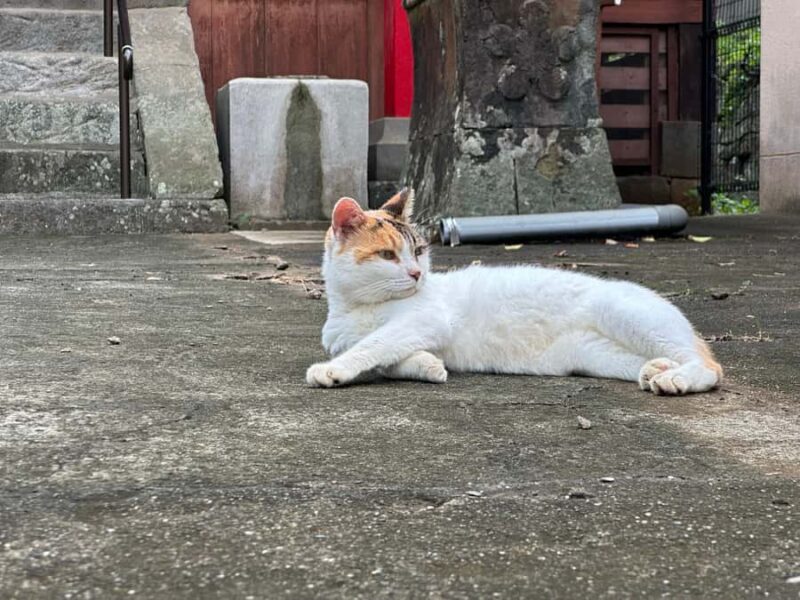 Nagasaki: Hidden Alleys and Finding Local Cats Walking Tour - Key Points