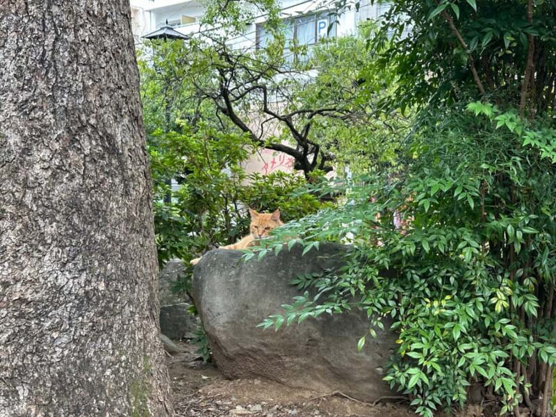 Nagasaki: Hidden Alleys and Finding Local Cats Walking Tour - Who Is This Tour Best For?