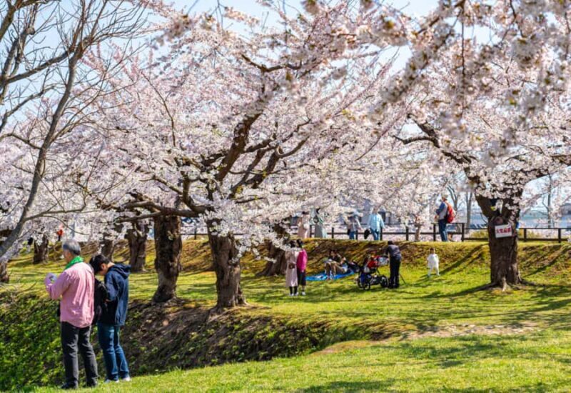 Nagasaki: Private & Custom Cherry Blossom Tour with a Local - A Close Look at the Cherry Blossom Tour in Nagasaki