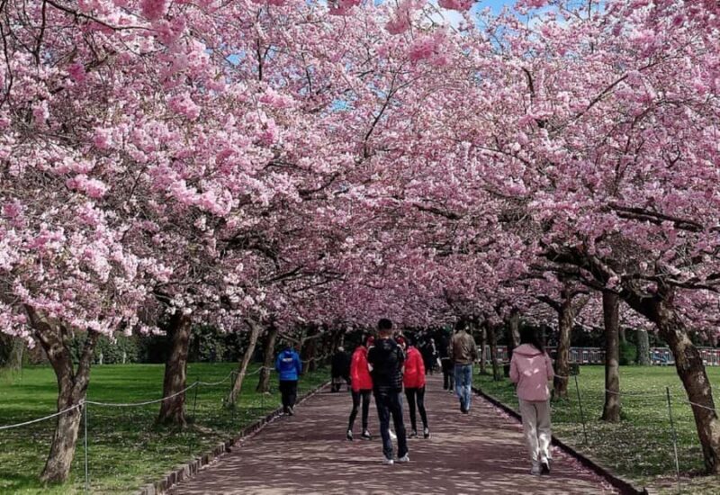 Nagasaki: Private & Custom Cherry Blossom Tour with a Local - Final Thoughts