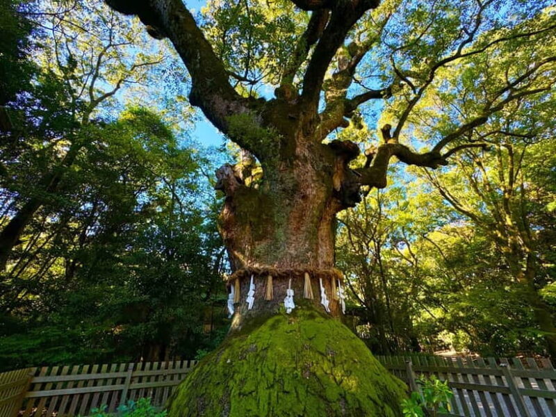 Nagoya: Atsuta Shrine and Sword Museum Guided Tour - Nagoya: Atsuta Shrine and Sword Museum Guided Tour Review