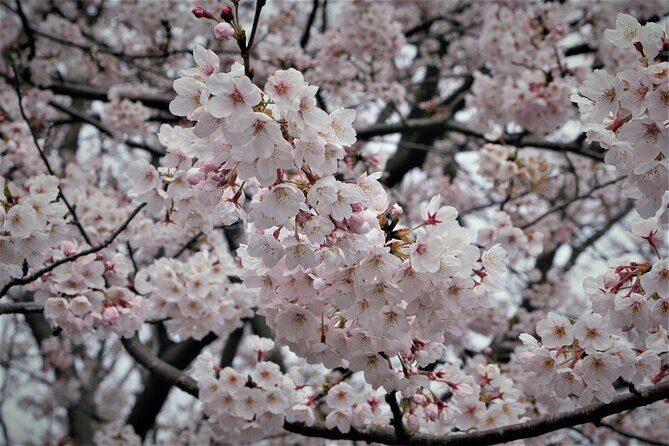 Nagoya City Cherry Blossom Private Sightseeing Tour - Who Is This Tour Best For?