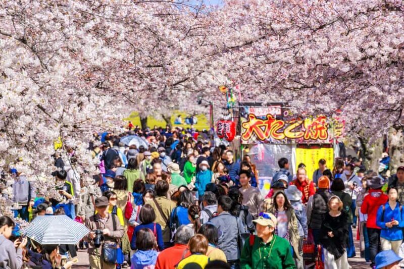 Nagoya Sakura Tour - Who Will Love This Tour?