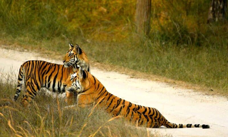 Nagpur: Pench National Park Official Safari with Transfers - Who Will Love This Tour?