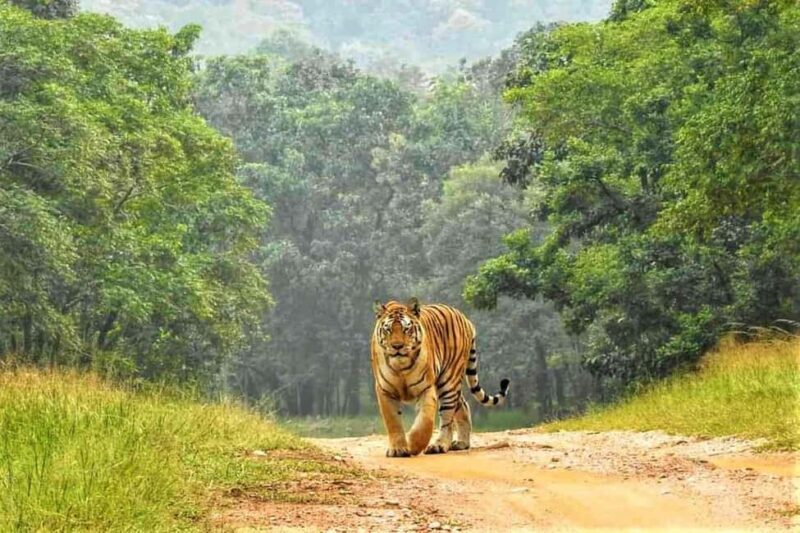 Nagpur: Pench Tiger Safari Tour with 1 Night Accommodation - The Itinerary Breakdown: From Nagpur to the Wilderness