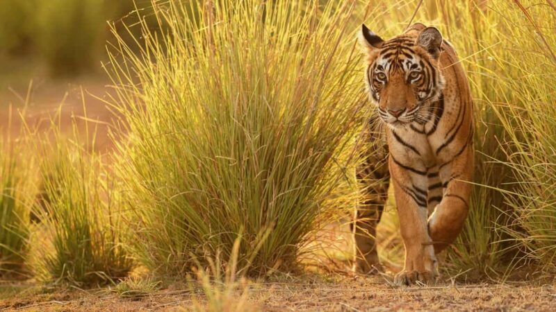 Nagpur: Pench Tiger Safari Tour with 1 Night Accommodation - The Experience Provider: Find My Holidays