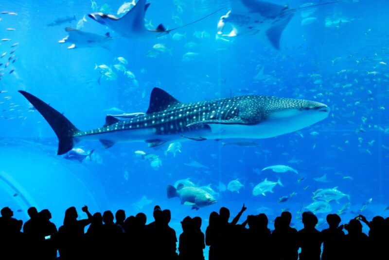 naha-north-okinawa-sightseeing-tour-churaumi-aquarium