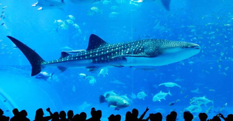 naha-north-okinawa-sightseeing-tour-churaumi-aquarium