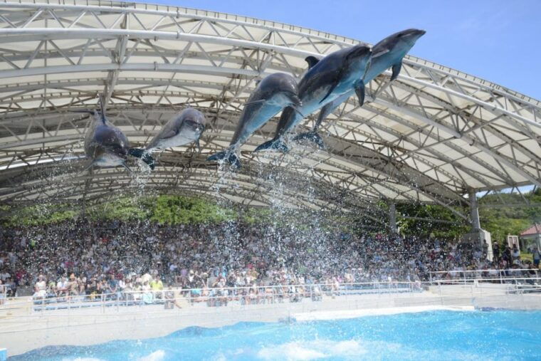 naha-north-okinawa-sightseeing-tour-churaumi-aquarium