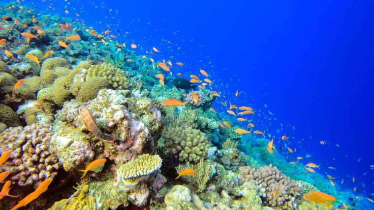 naha-okinawa-kerama-islands-full-day-intro-diving-trip
