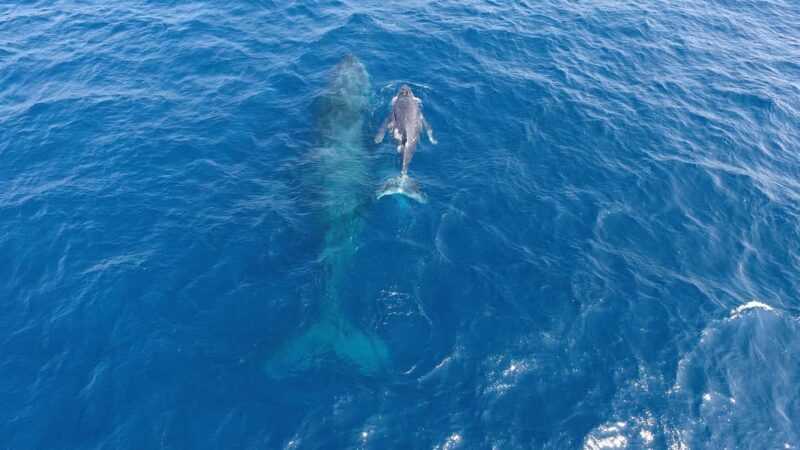 Naha, Okinawa: Kerama Islands Half-Day Whale Watching Tour - Final Verdict: Who Is This Tour Perfect For?
