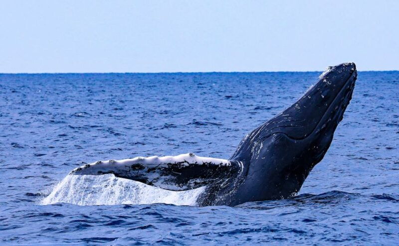 naha-okinawa-kerama-islands-half-day-whale-watching-tour