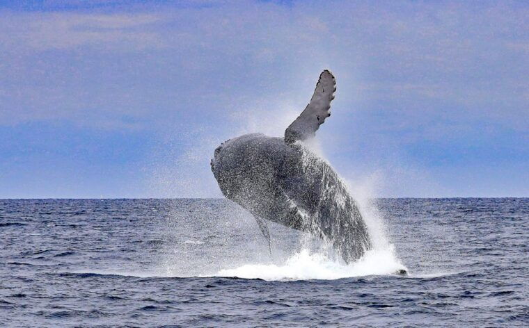 naha-okinawa-kerama-islands-half-day-whale-watching-tour