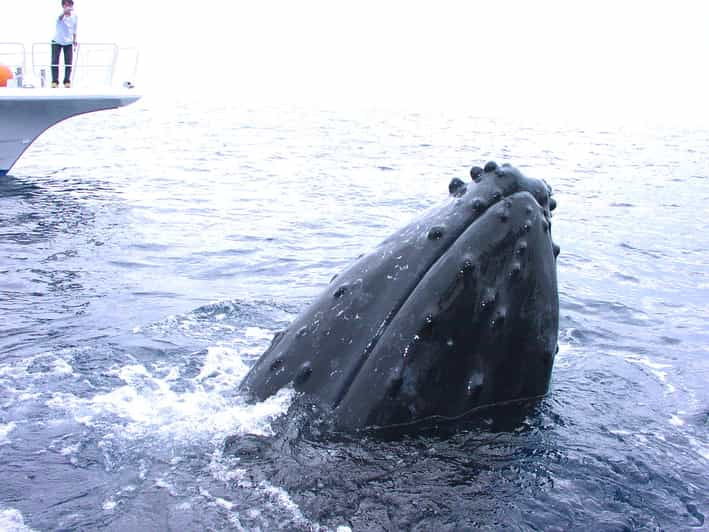 naha-snorkeling-kerama-islands-limited-time-whale-watching