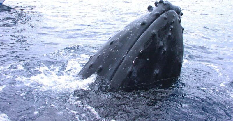 naha-snorkeling-kerama-islands-limited-time-whale-watching