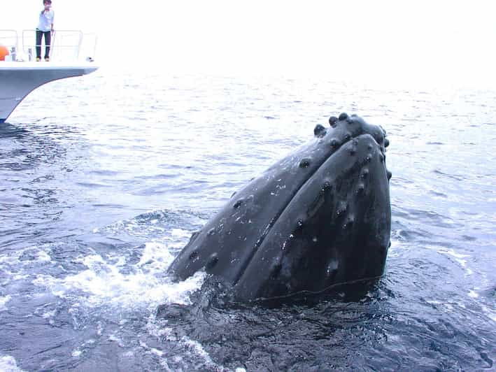 nahakerama-island-experience-dive-snorkeling-whale-watching