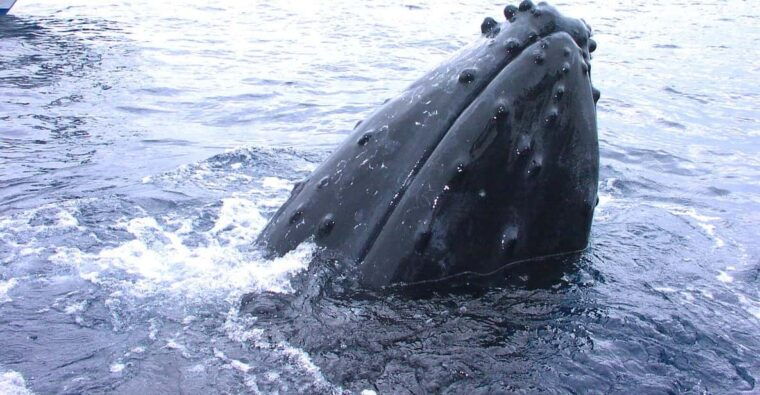 nahakerama-island-experience-dive-snorkeling-whale-watching