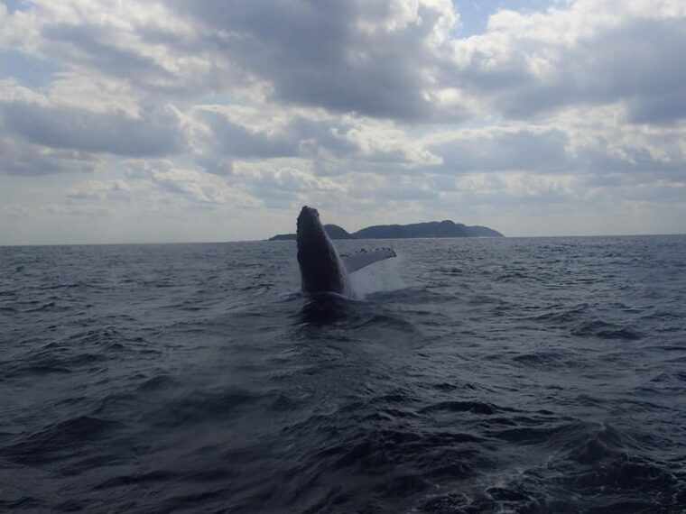 nahakerama-island-experience-dive-snorkeling-whale-watching