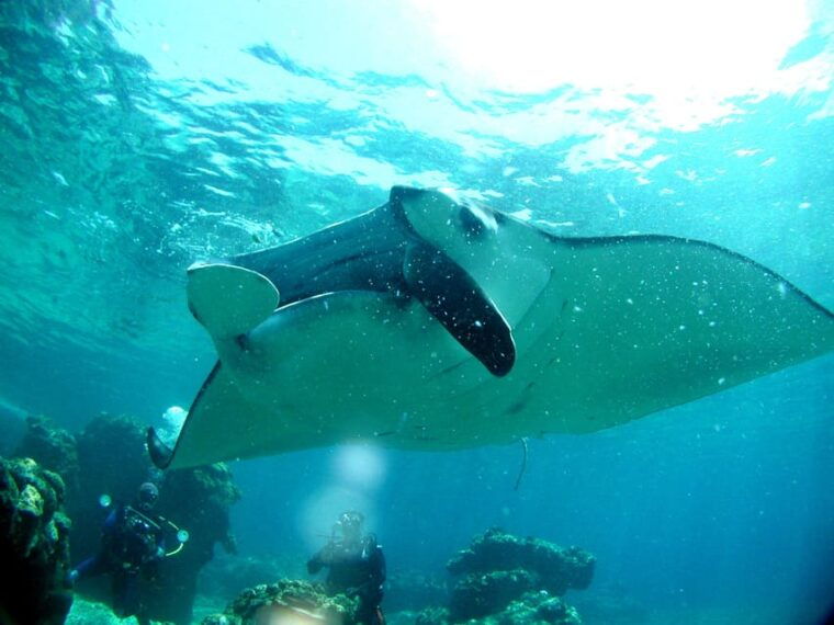nahakerama-islands-2-fun-dive-whale-watching-limited-time