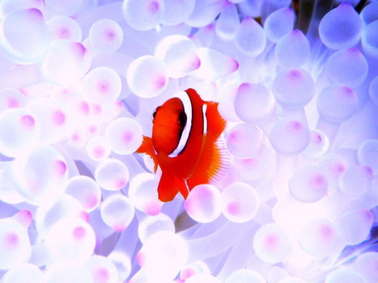 nahakerama-islands-2-fun-dive-whale-watching-limited-time